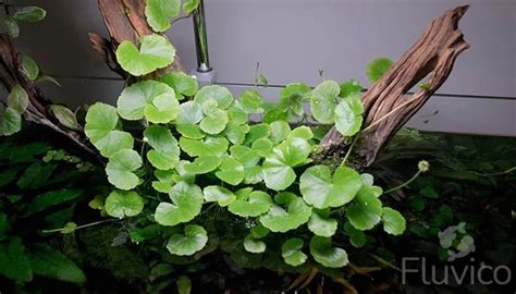 Image result for Nano Tank Java Moss