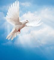 Home | DeMarco - Luisi Funeral Home in Vineland, New Jersey