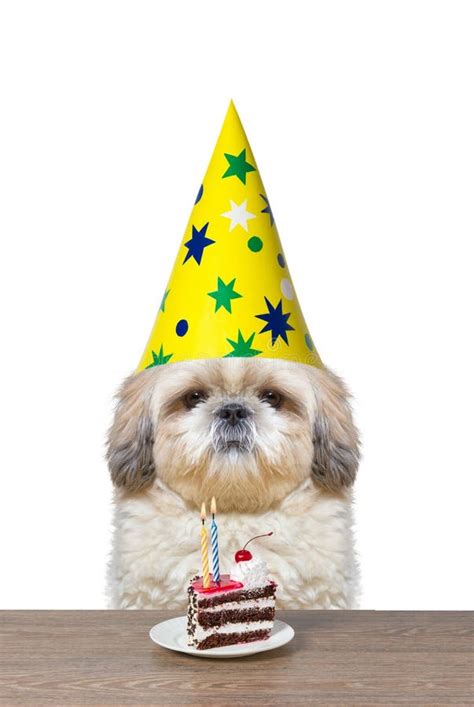 小狗的生日素材图片免费下载-千库网