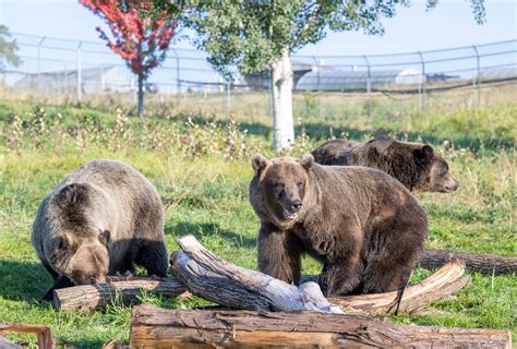 Grizzly Bear Eating Man