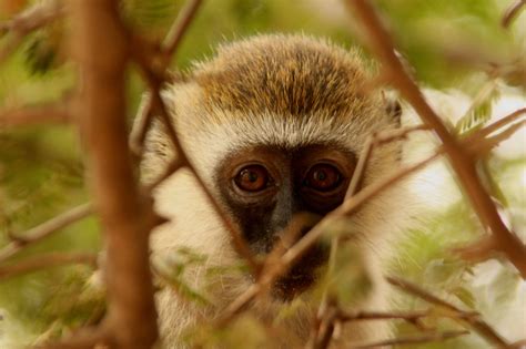 Monkey Using Computer 的图像结果