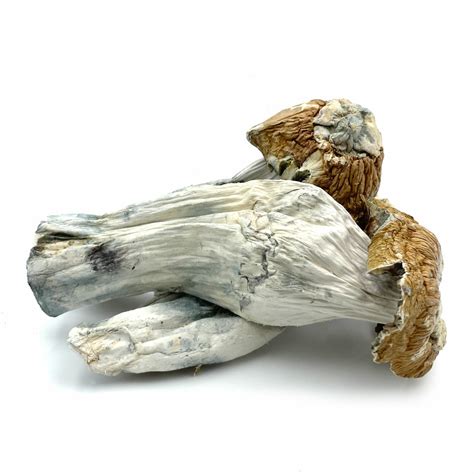 Buy Tidal Wave Magic Mushrooms Online - Pacific Shrooms