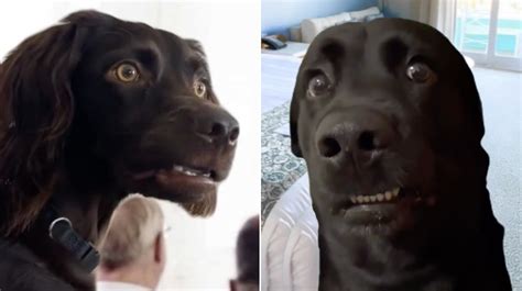 Awkwardly Staring Dogs | Know Your Meme