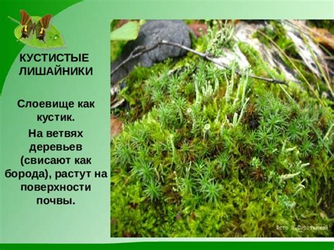 Лишайники Биология 5 класс