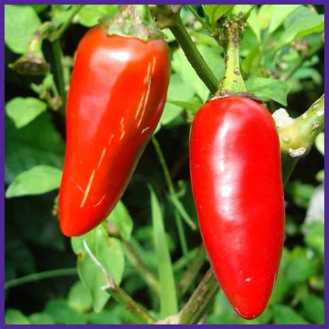 Growing Jalapeño Peppers - How to Plant and Grow Jalapeños from Seed ...