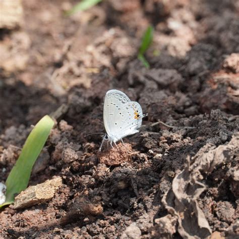 Dragonfly Farm — Perkiomen Watershed Conservancy