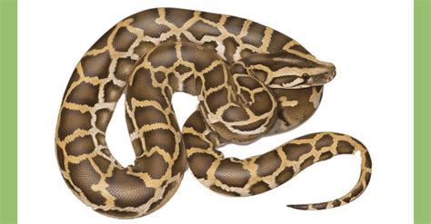 Image result for How to Care for Indian Python