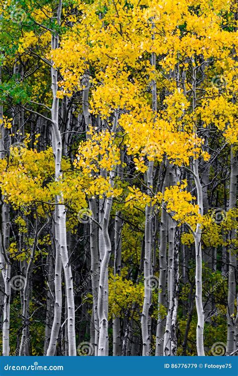 Maroon Bells Forest - Colorado Aspen Autumn Fall Colors Stock Image ...