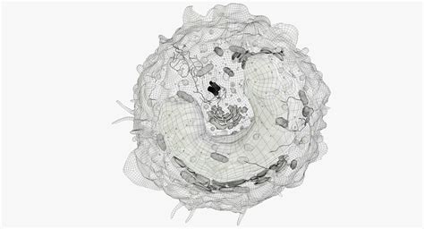 White Blood Cell Drawing