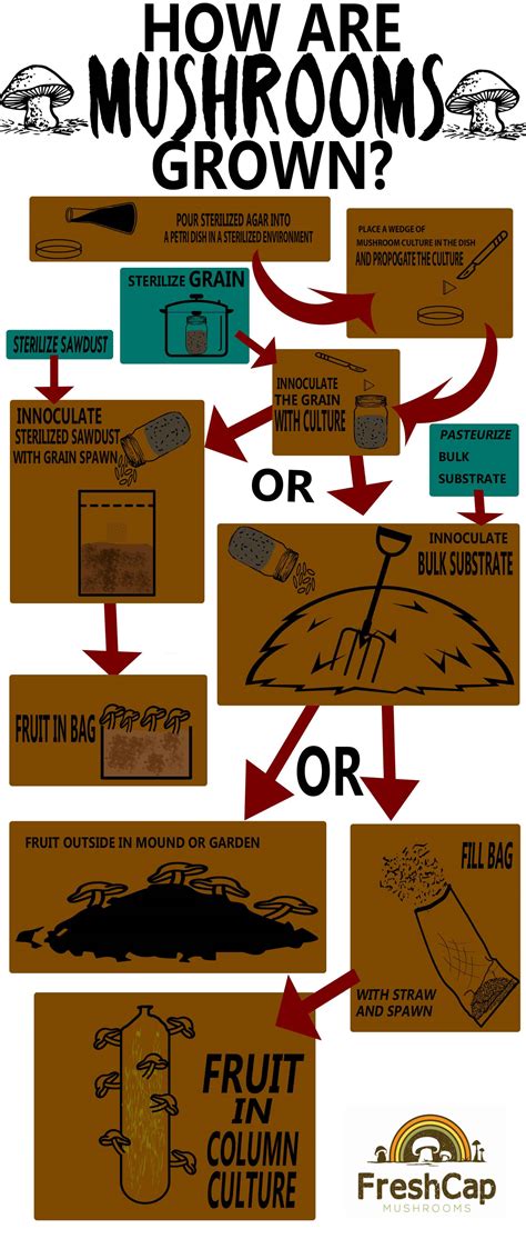 How Mushrooms Are Grown: Infographic