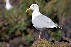 gabbiano reale nordico visualizza specie selezionata gabbiano reale nordico visualizza specie selezionata