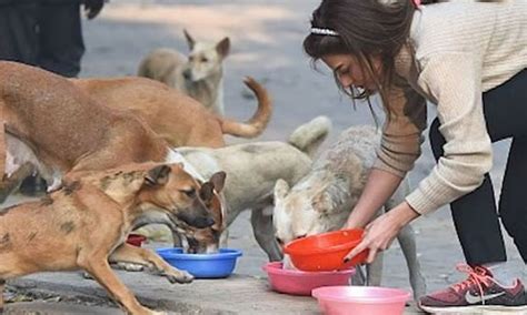 Woman jailed for calling judges ‘dog mafia’ in stray dog feeding dispute