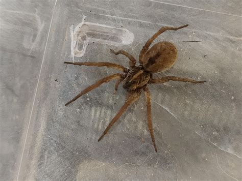 Why you’re seeing so many spiders in Michigan right now (run for your life!) : r/spiders