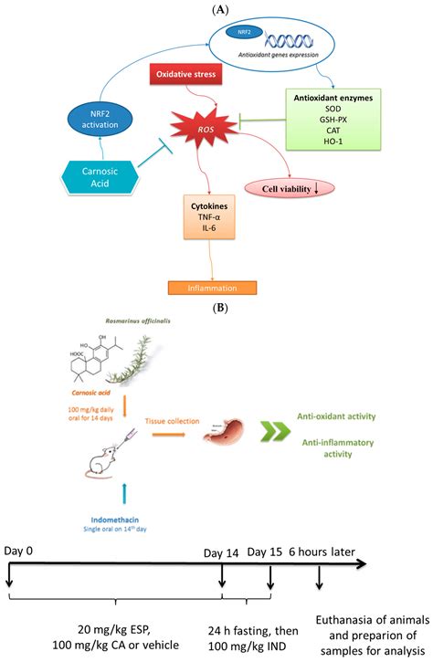 Carnosic Acid Ameliorates Indomethacin-Induced Gastric Ulceration in ...