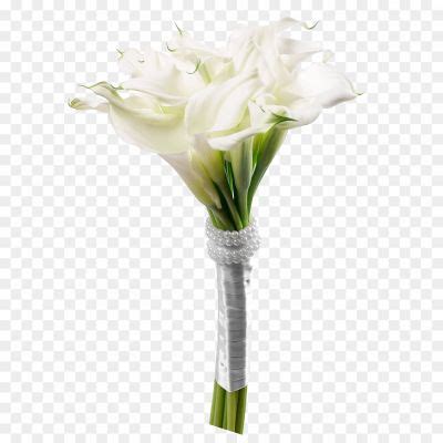 Botanical Calla Lily PNG Transparent Image OQE93Z - Pngsource