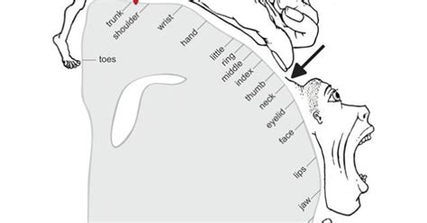 Brain Function Map 的图像结果
