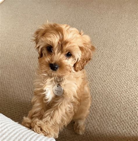 Cavapoo Puppies For Sale | Louisiana, MO #336308 | Petzlover