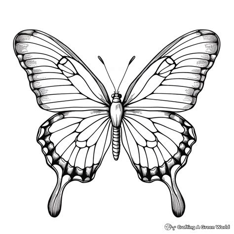 Monarch Butterfly Coloring Pages - Free & Printable!