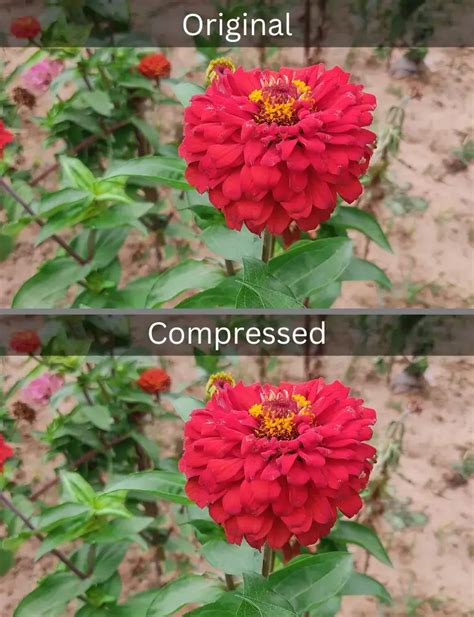 WebP 的图像结果