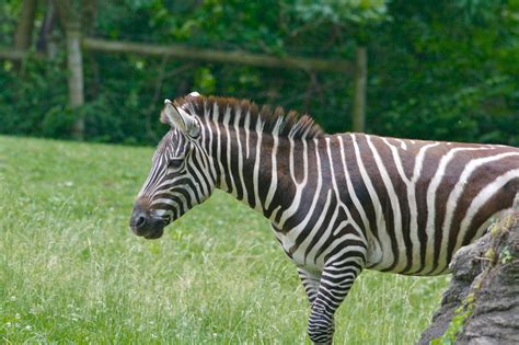 Definitive Guide To Grant's Zebra Facts, Habitat, Conservation Status, Zoo Populations, Pictures ...