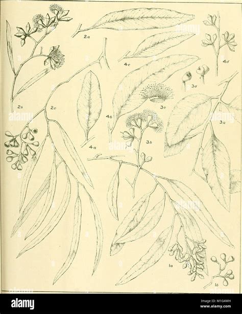 A Critical Revision of the Genus Eucalyptus, published in 1903, offers a comprehensive study and ...