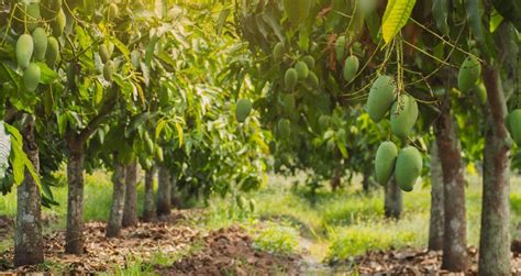 50 Trees Name in English and Hindi