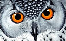 Wallpaper Owl Images by 25 Owl Wallpapers Backgrounds Images Pictures Design Wallpaper Owl Images