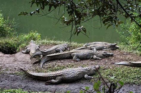 Ranomafana National Park : A Nature’s Retreat You Must Visit