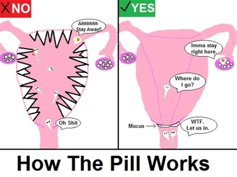 Image result for How Birth Control Works