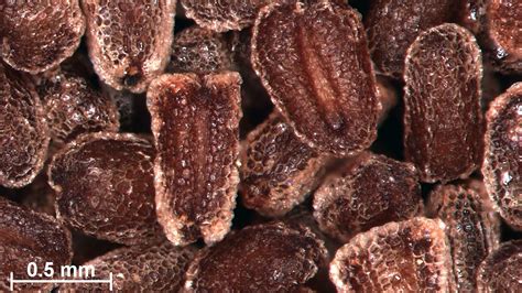 Digitalis purpurea L. | Plants of the World Online | Kew Science