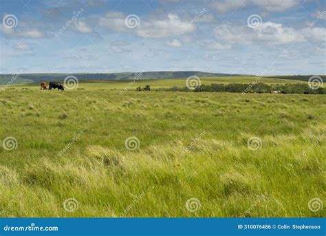 The Wild Coast, Grasslands and African Veld Grazing Fields for Nguni ...