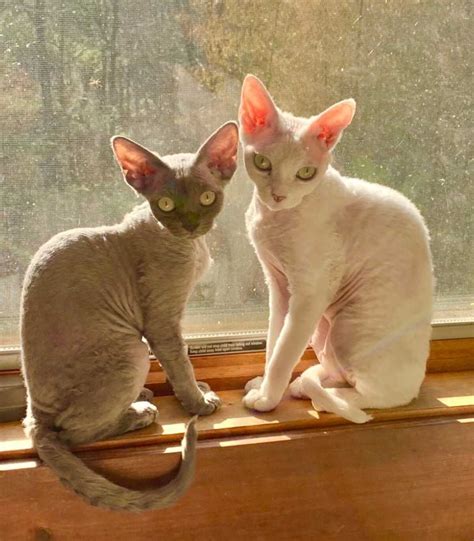 "The Best Companions On The Planet" Devon Rex Kittens For sale ...