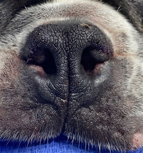 BOAS: Brachycephalic Obstructive Airway Syndrome | Bentons Road Vet