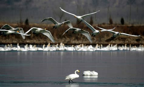 山西芮城：数千白天鹅飞抵越冬 圣天湖变身“天鹅湖”_湿地_湖面_进行