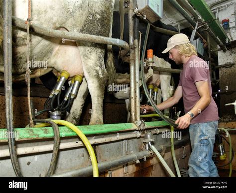 Peasant Milking Cow High Resolution Stock Photography and Images - Alamy