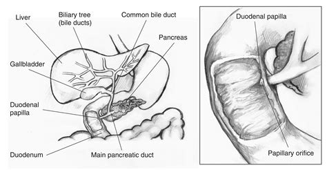 Biliary system with the liver, biliary tree (bile ducts), common bile duct, gallbladder ...