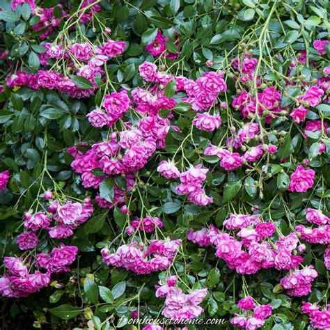 Full Sun Perennials: 15 Beautiful Low Maintenance Plants That Thrive In The Sun - Gardening ...
