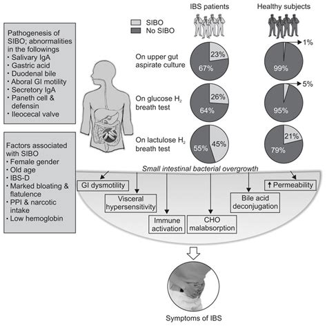 SIBO Causes, Symptoms, Breath Test, Probiotics, Antibiotics & Treatment