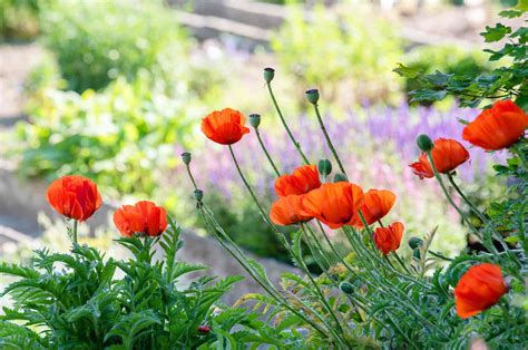 How To Grow Poppies From Seed | Storables