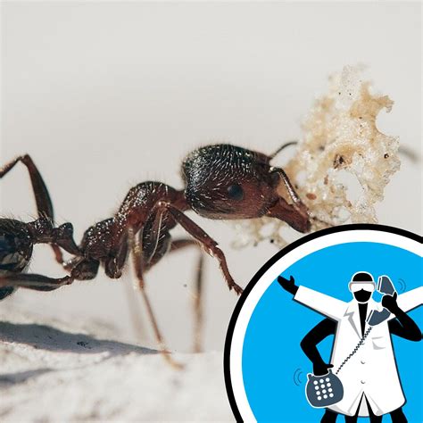 How do ants breathe? – Ask the Naked Scientists – Podcast – Podtail