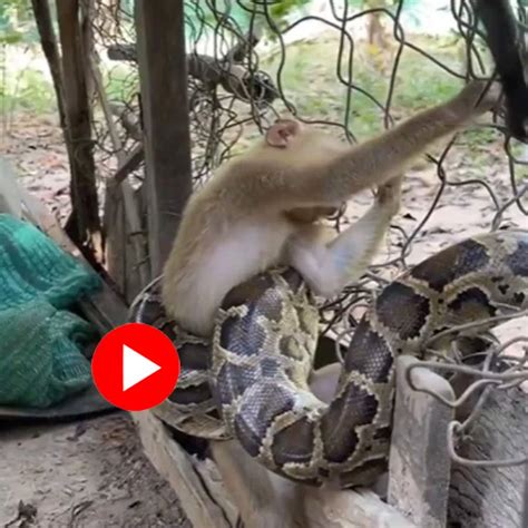 Monkey and Python 的图像结果