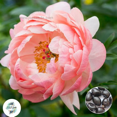 20 Coral Charm Peony Paeoniaceae Paeonia suffruticosa Tree Flower Plant ...