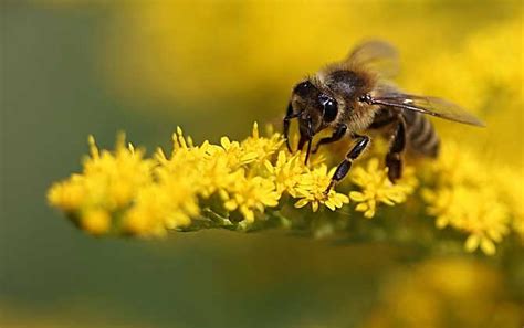 蜜蜂内部的奇特机构，假如蜜蜂消失，大自然会产生不可挽回的后果