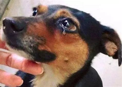 狗狗哭了是什么表现 狗狗流眼泪的六大原因_宠界趣闻 - 养宠客