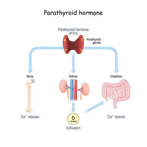 Parathyroid vs. Thyroid Gland: What's the Difference? | Annapolis and ...