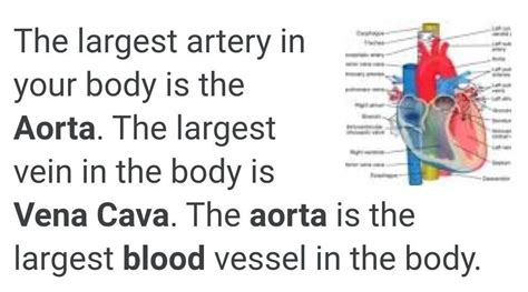 which is largest artery and which is the largest vein? - Brainly.in