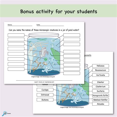 Image result for Worm Microscope Observations Worksheet