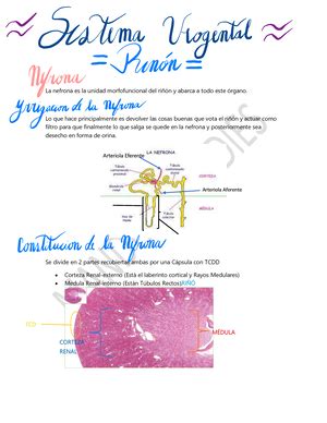 Resúmen Histología Clase 5 - R.. DE HISTOLOGÕA CLASE 5 M⁄SCULO CARDIACO ...