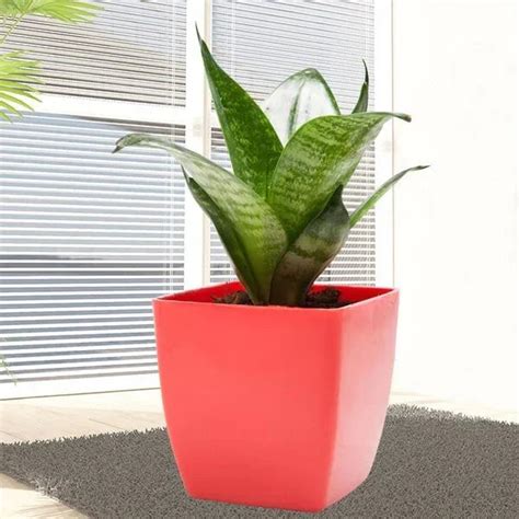 Buy/Send Green Sansevieria Plant Gifts Online from OyeGifts
