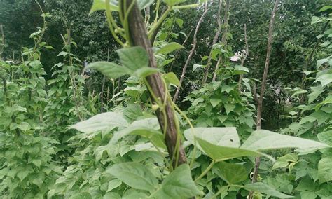 菜豆种植，如何避免植株出现徒长？预防和补救措施要掌握_幼苗